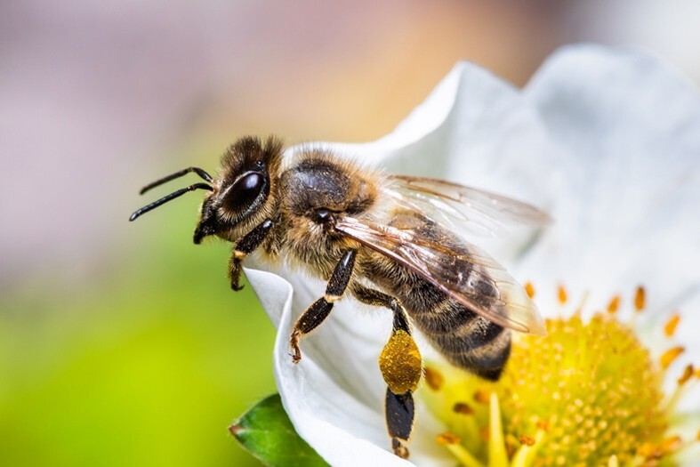 bee pollinating a flower