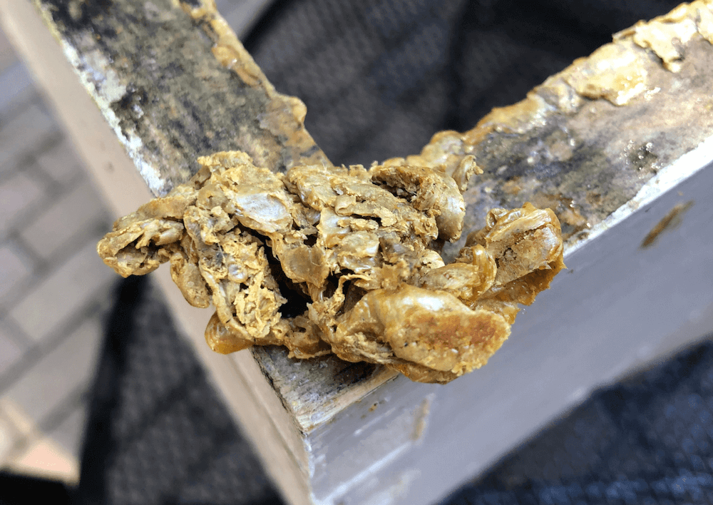 propolis on corner 
